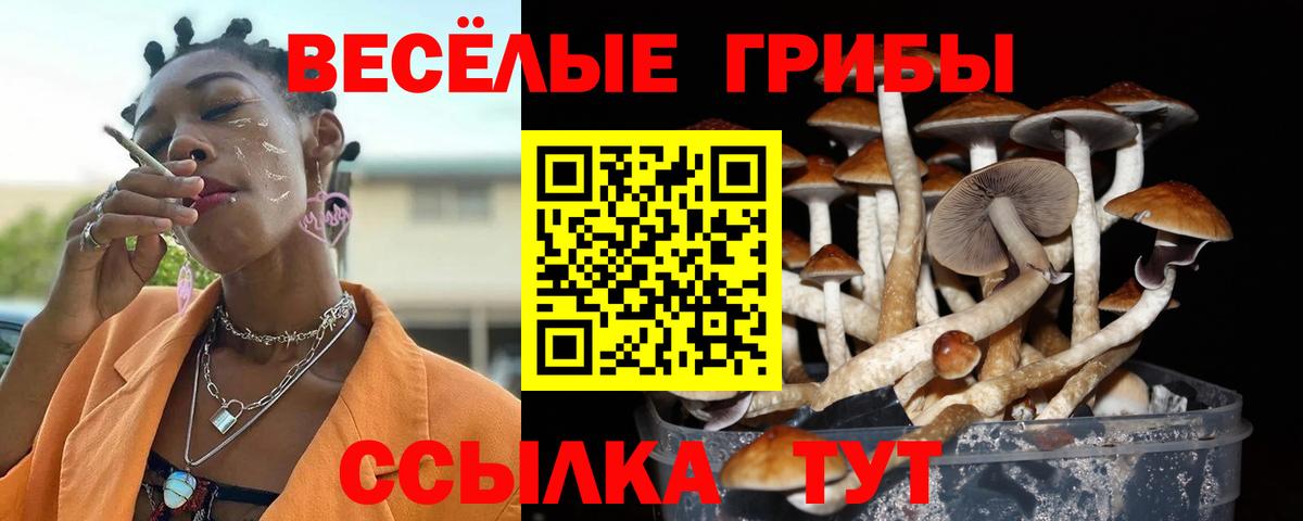 Галлюциногенные грибы Psilocybe  Вход с VPN  Псилоцибиновые грибы прущие грибы  Приморско-Ахтарск 